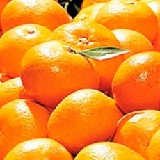 대과(L,2L과)10kg